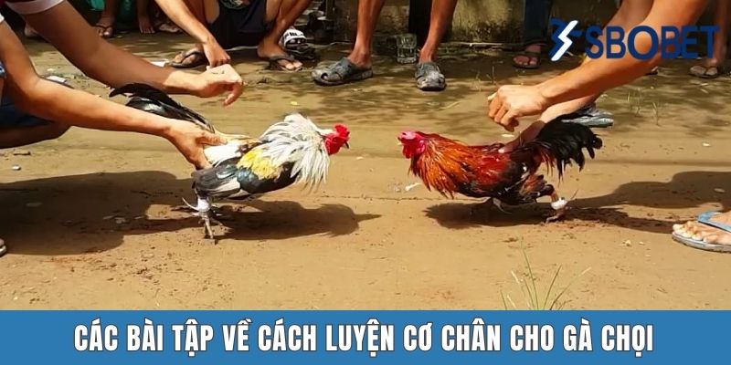 Các bài tập về cách luyện cơ chân cho gà chọi