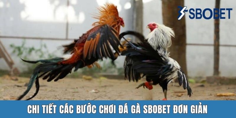 Chi tiết các bước chơi đá gà Sbobet đơn giản