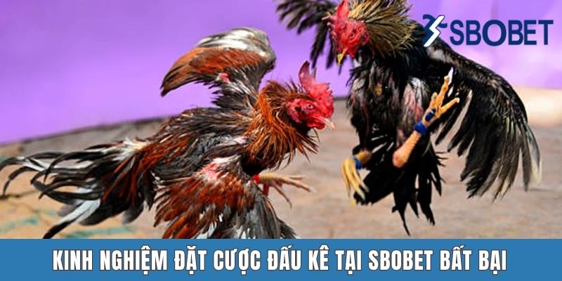 Kinh nghiệm đấu kê tại Sbobet bất bại