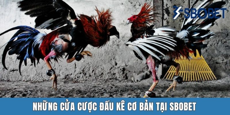 Những cửa cược đấu kê cơ bản tại Sbobet