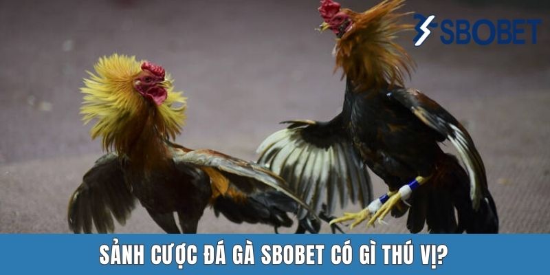 Sảnh cược đá gà Sbobet có gì thú vị?