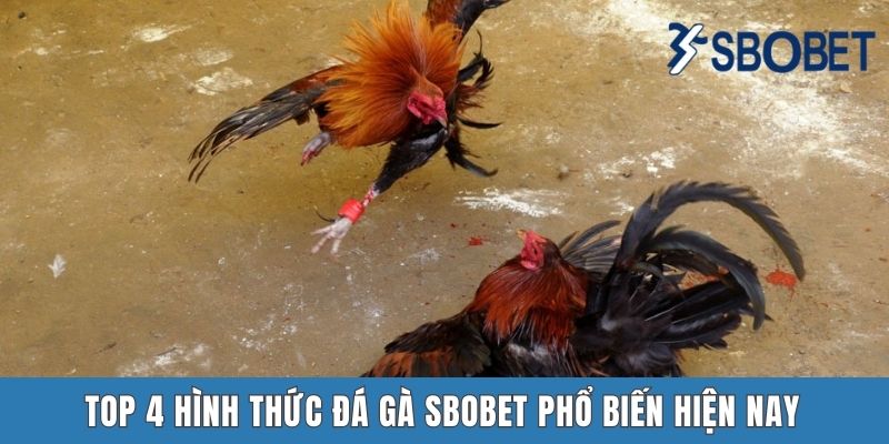 Top 4 hình thức đá gà Sbobet phổ biến hiện nay